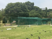 Jamieson Cricket Nets -All 4